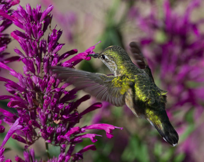 Evidence that Plants May Recognize Specific Hummingbirds