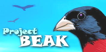 Interactive Puzzle: How to Build a Bird
