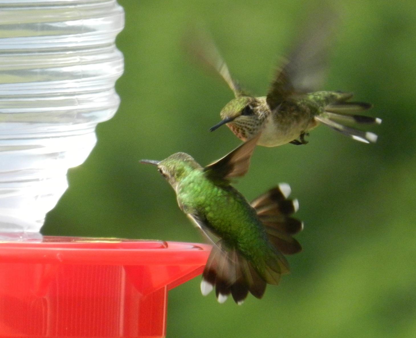How Male Hummingbirds Use their Beaks as Weapons
