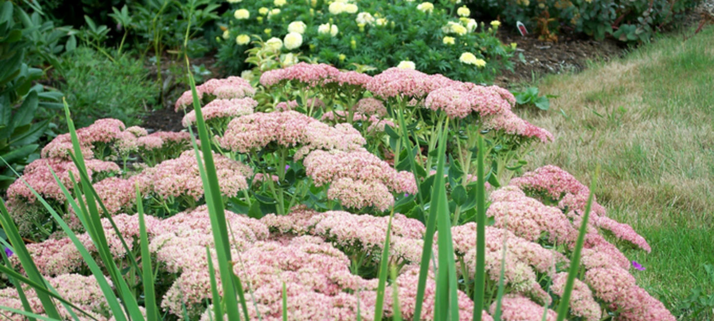 OSU Recommends 10 Low Water, High Impact Perennials