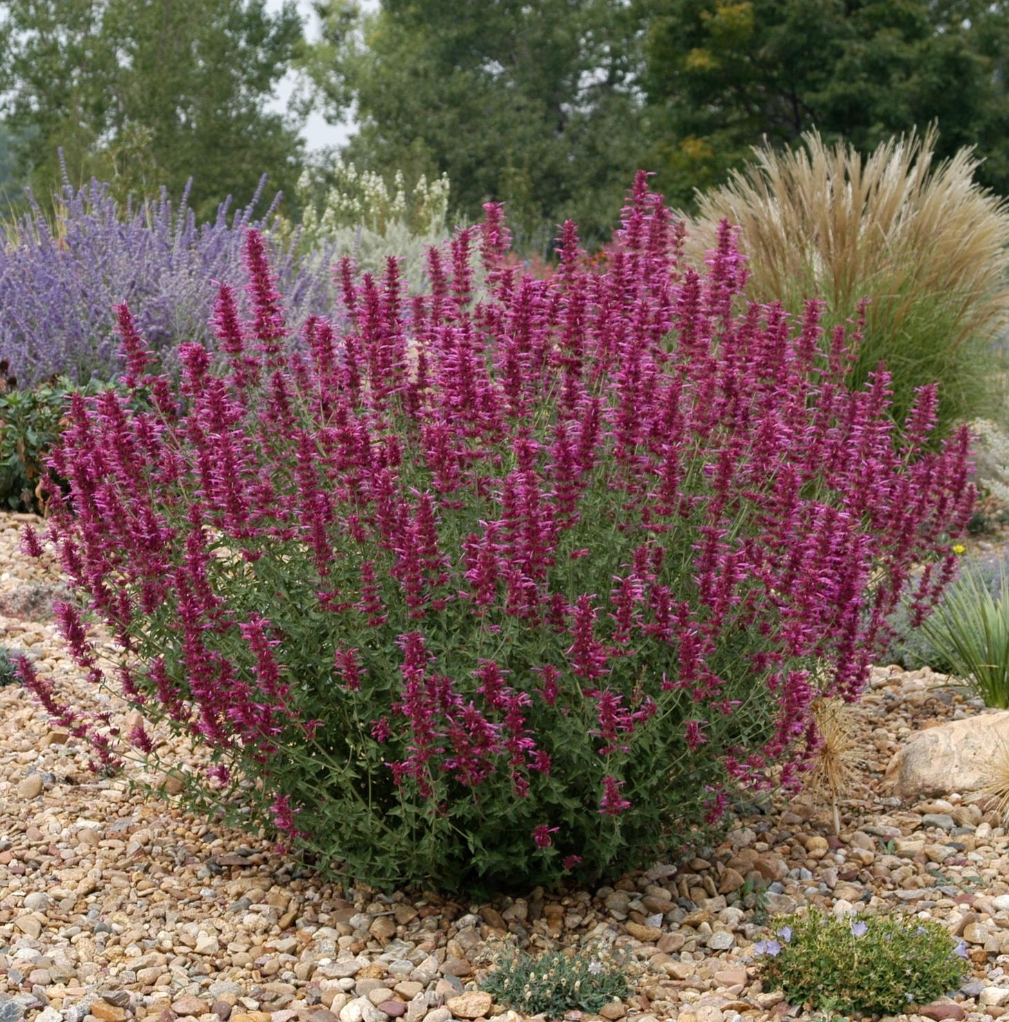 Praise for 5 Super Drought Resistant Blue-Tag Plants