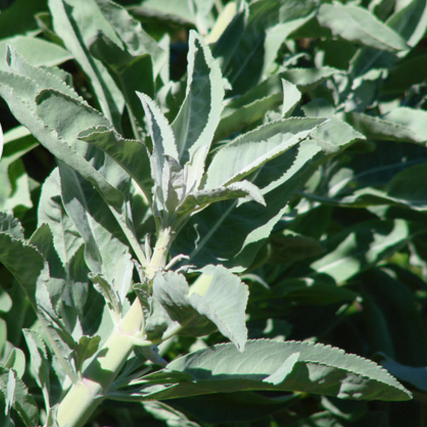 13 Top California Native Drought-Tolerant Plants for Gardens