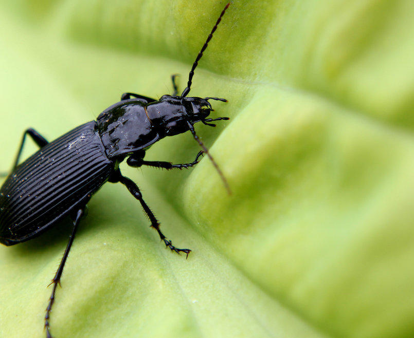 Late Summer Visitors in the Garden
