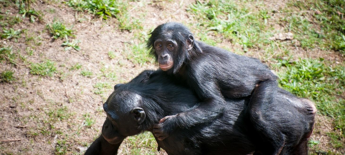 Chimpanzees correct cultural biases about how good mothers behave
