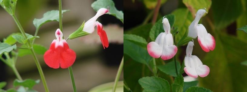 Capturing a Jewel-Like Katydid Nymph on a Hot-Lips Salvia