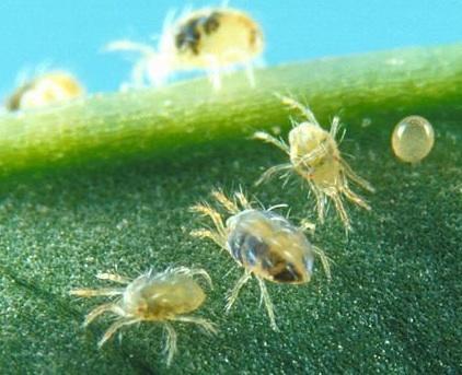 Controlling Spider Mites in the Salvia Garden