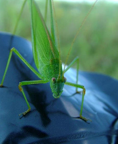 Katydid Serenades to Enjoy on Summer Nights