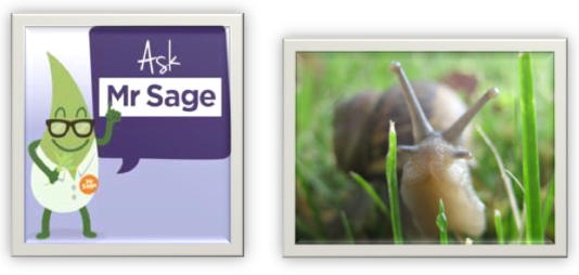 Ask Mr. Sage: How to Control Snails in the Salvia Garden