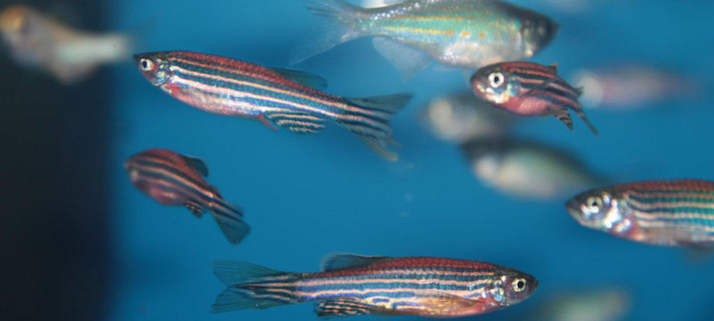 What social distancing does to a fish brain? | By Max-Planck-Gesellschaft | Science Daily