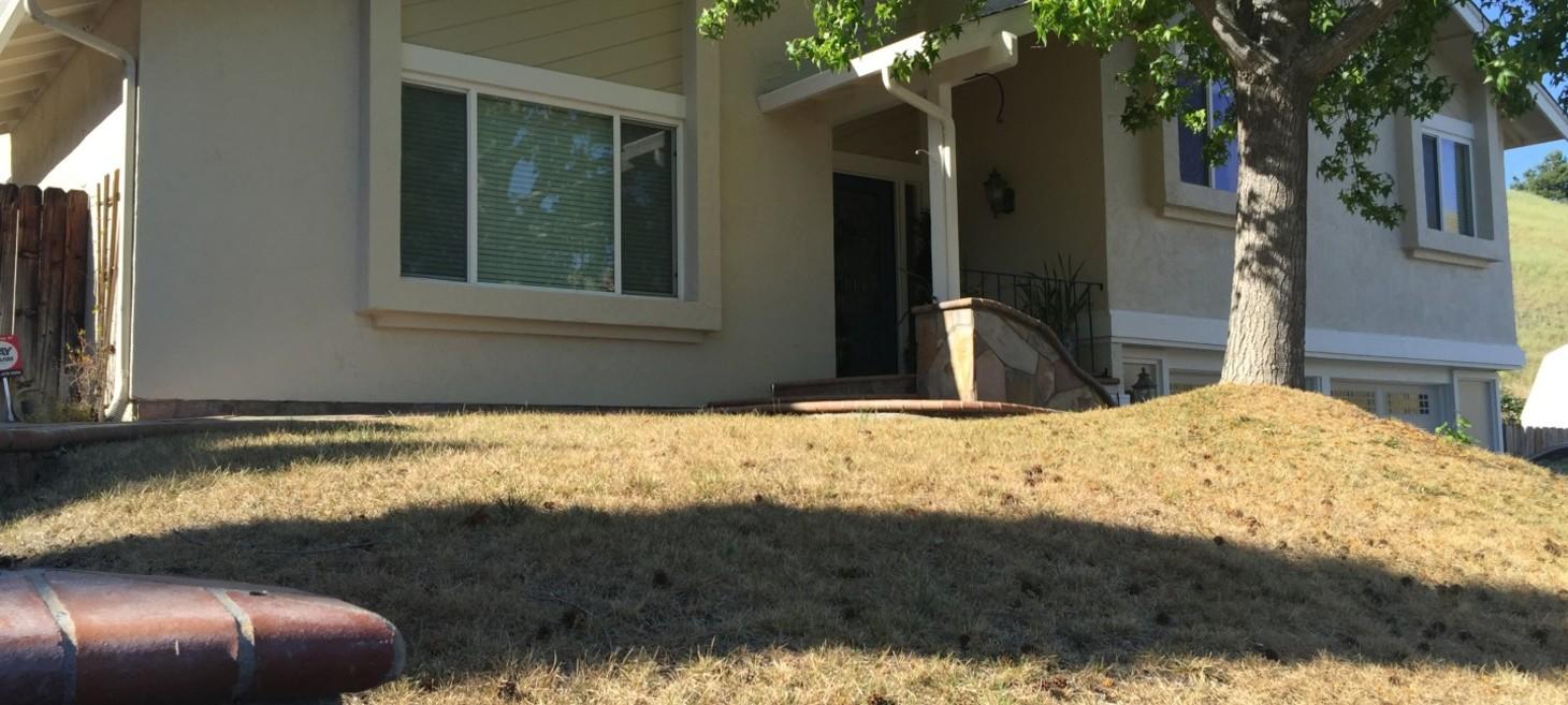 California Drought Toll: First Your Lawn, Now Your Trees | KQED Science
