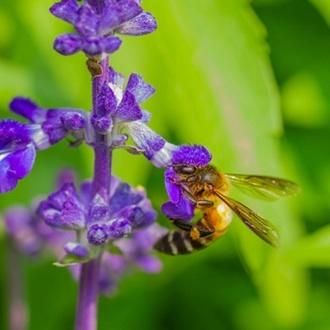 Video: Understanding Why Insects Are Important