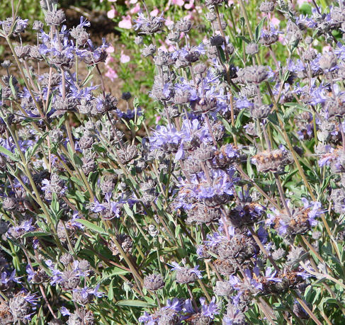25 Colorful Drought-Resistant Native California Salvias and a Cousin