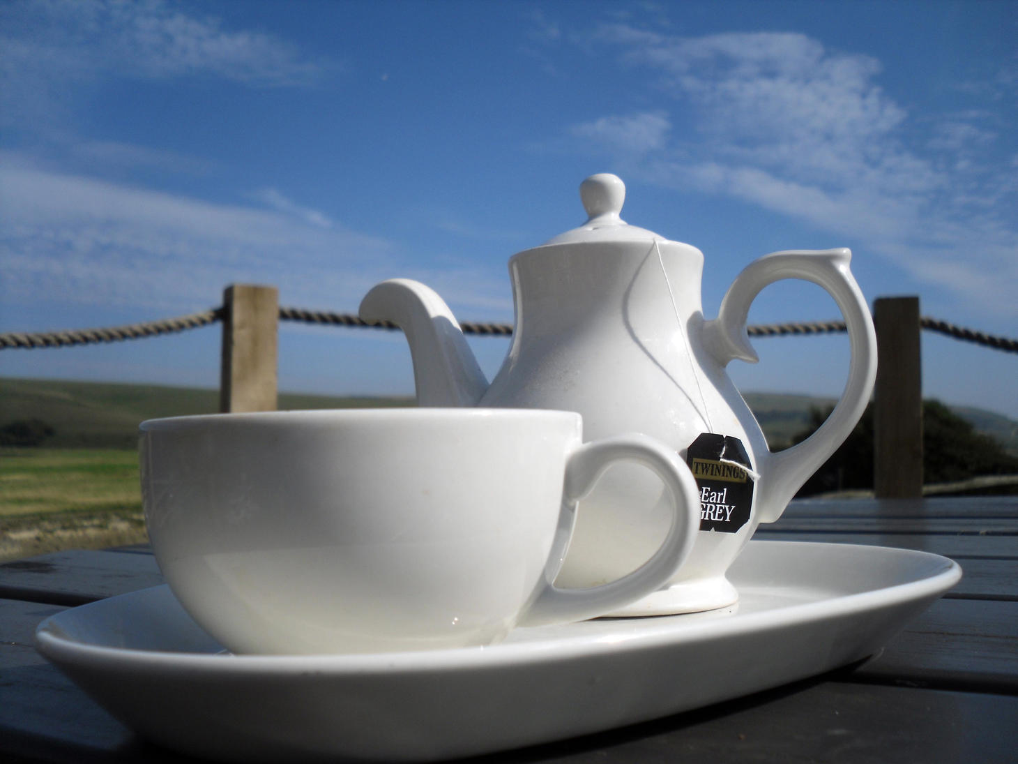 Documenting New Hummingbird Species While Drinking Tea