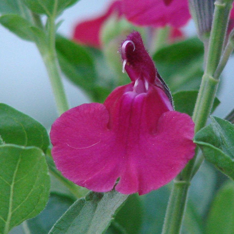 From Pacific Northwest to RM West: Perennials for Late Summer Color
