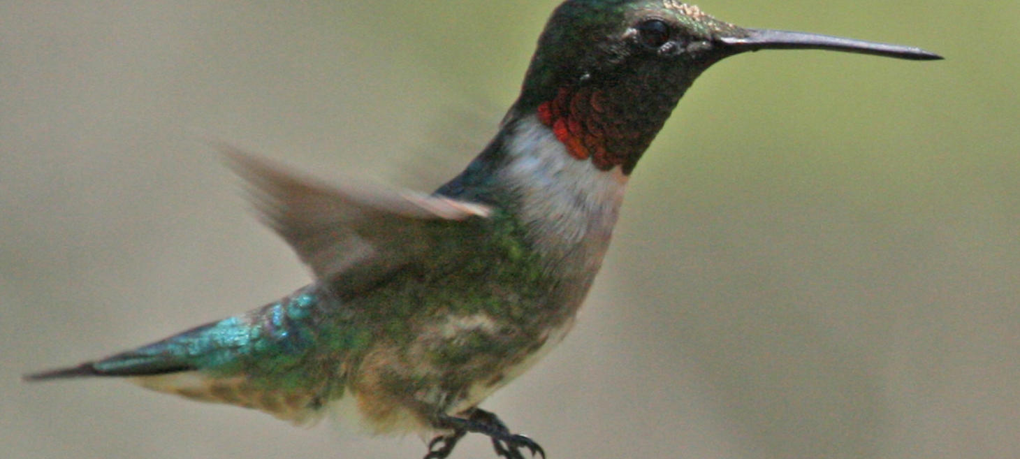 Video: Hummingbirds Sing with Their Tail feathers