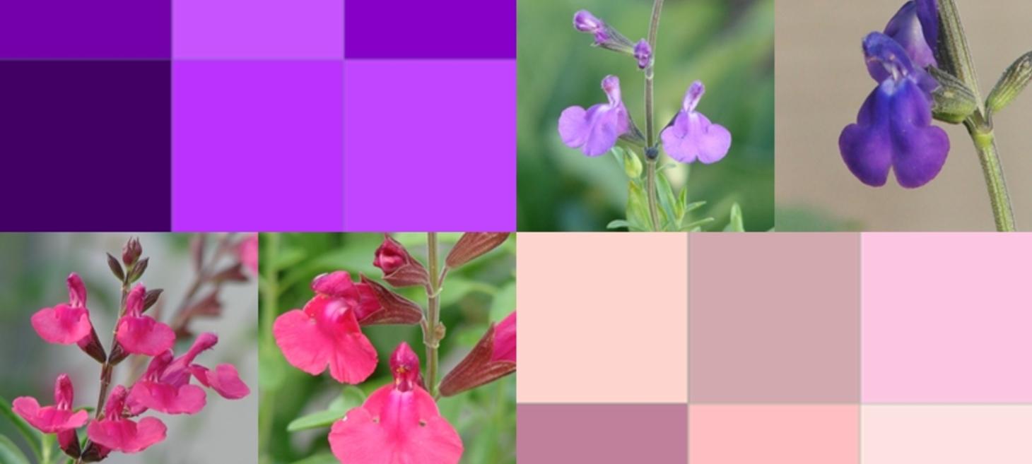 Drought Praise: Hot Pink and Purple Autumn Blooming Sage