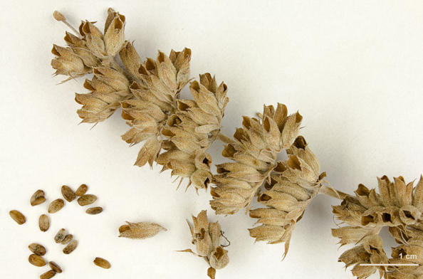 Unusual Solution: BLM Pilots Native-Plant Seed Banks for Restoration
