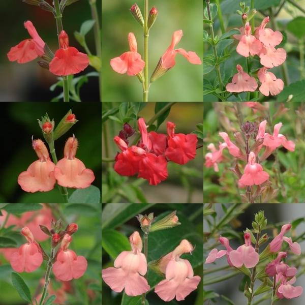 Pastel Perennial Sages for Waterwise Xeriscape