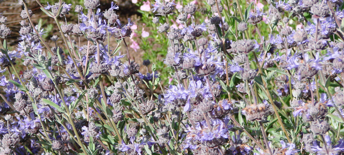 Defining Annual, Perennial and Shrub Sages