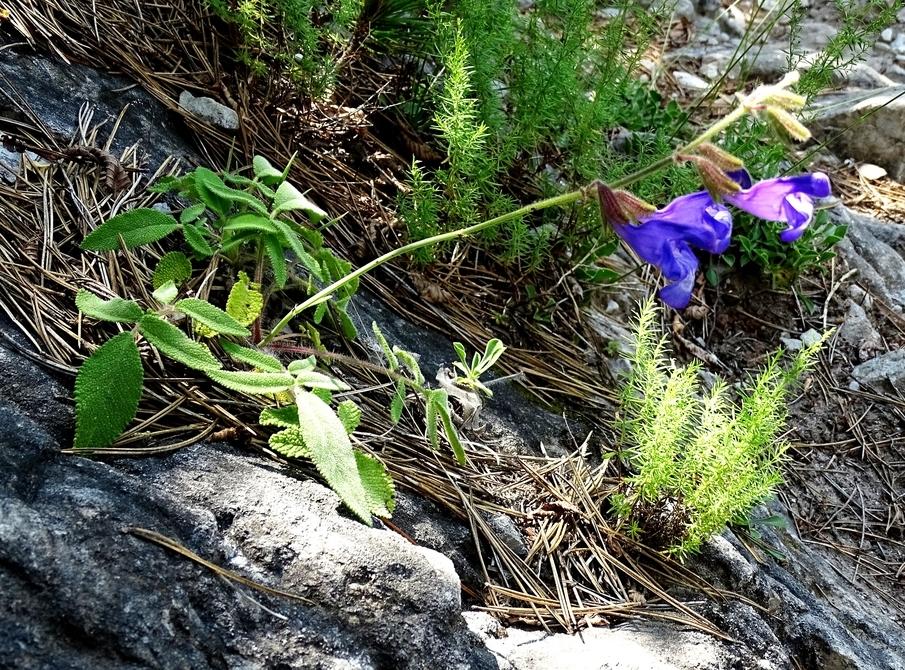 Bonus: Salvias & Other Botanical Beauties on Mt. Olympus