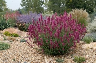 Praise for 5 Super Drought Resistant Blue-Tag Plants