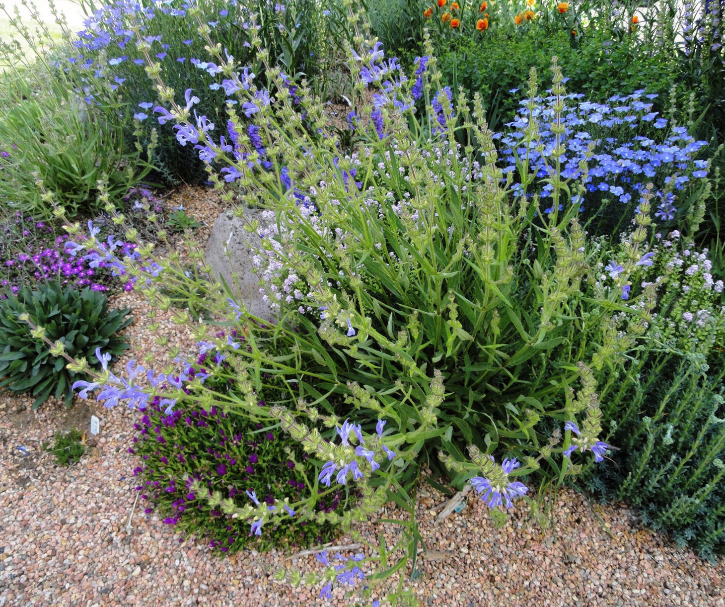 New at FBTS: Salvias & Companion Plants for Containers