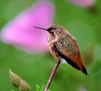 YouTube: A Crowded Hummingbird Nest in SoCal