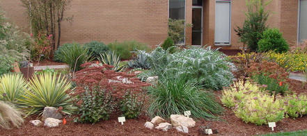 How to Begin Planning Replacement of Lawn with Native Plants