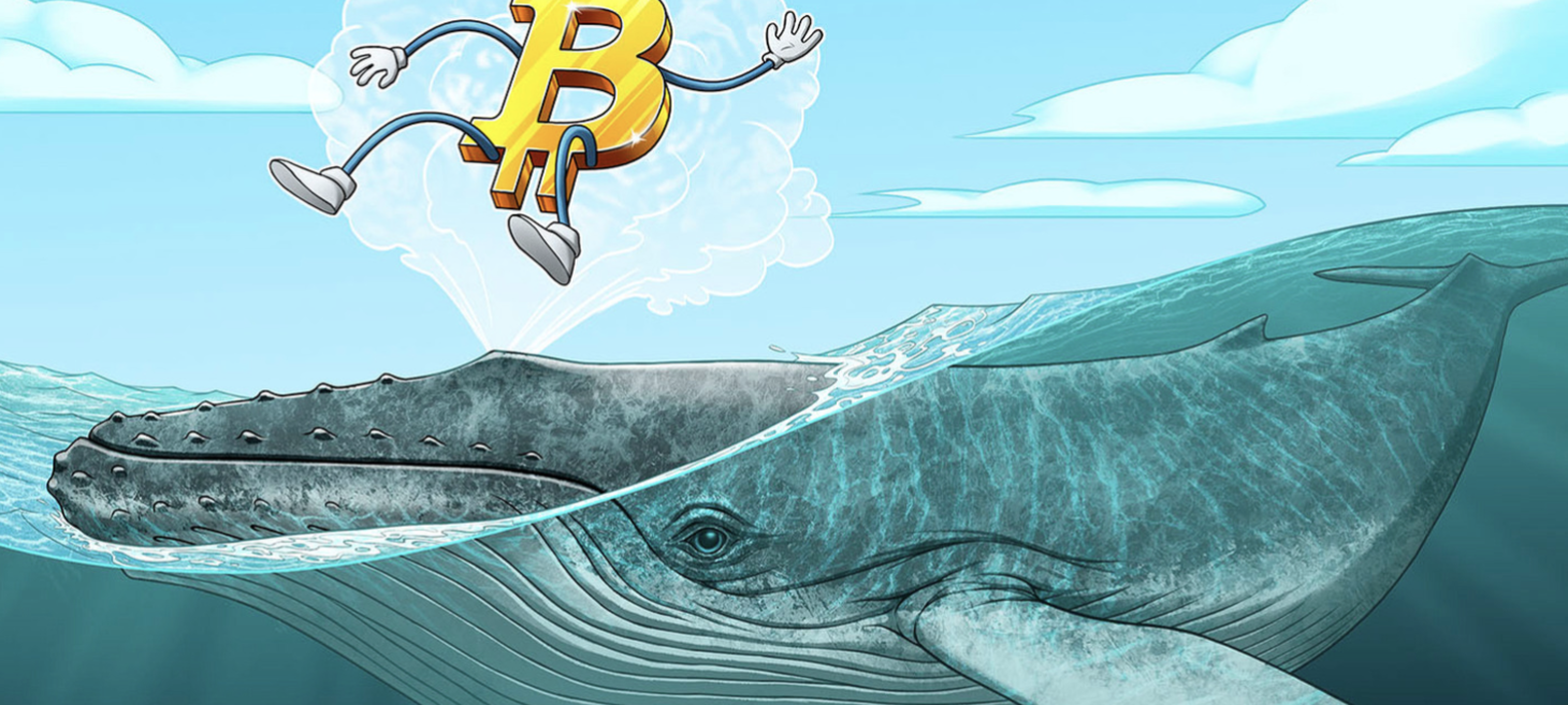 ‘Millionaire’ whales gobble up 90,000 Bitcoin over past 25 days