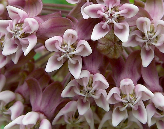 Help to Bring Back the Milkweed | Indiana Gardening eNewsletter
