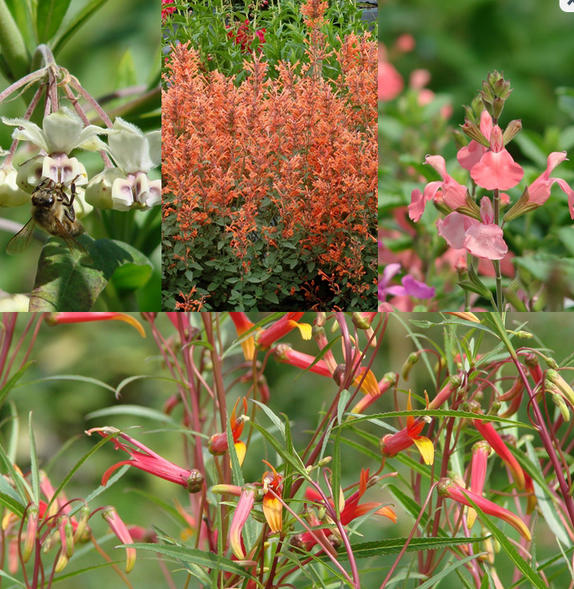 RHS Study Says to Mix Native & Nonnative Plants for Pollinating Insects