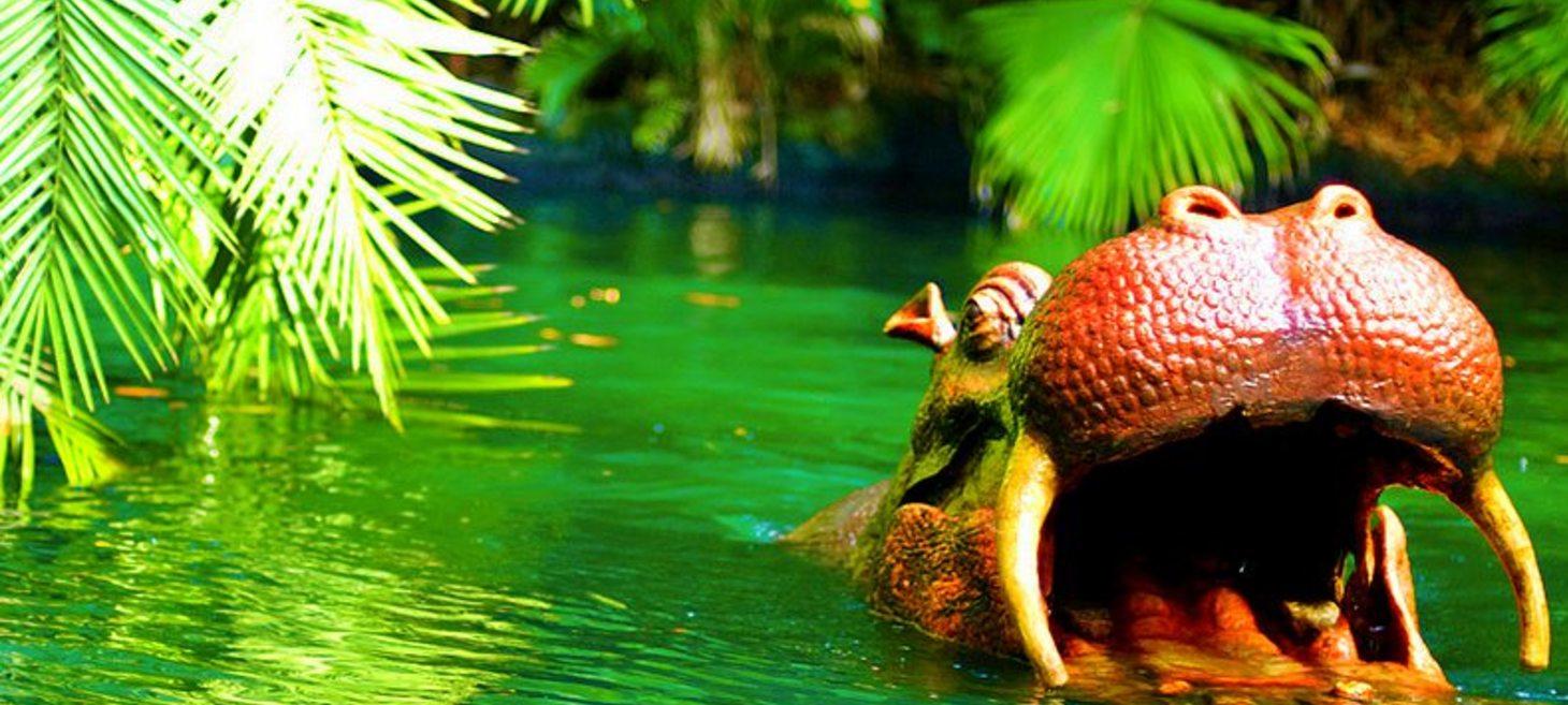 How to manage the HIPPO!