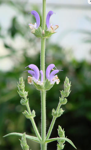 U.S. Forest Service: What Is a Rare Plant?
