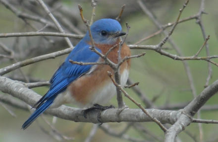 Garden Ponderings: Why Is Blue Such a Rare Color for Birds?
