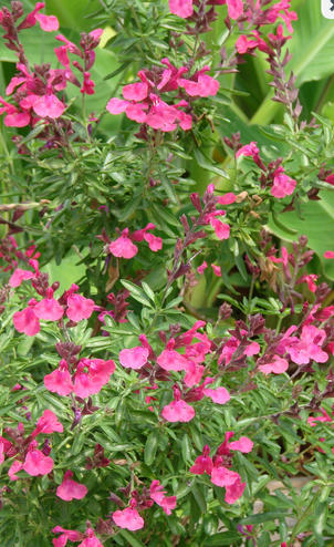 Video: Rare Thinking -- Facing Climate Change by Planting for Change
