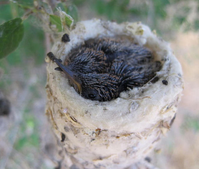 Study: Black-chinned Hummingbirds Nest Near Hawks for Protection
