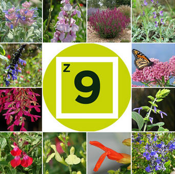 Getting Started with Salvias: Know Your Zone and Region