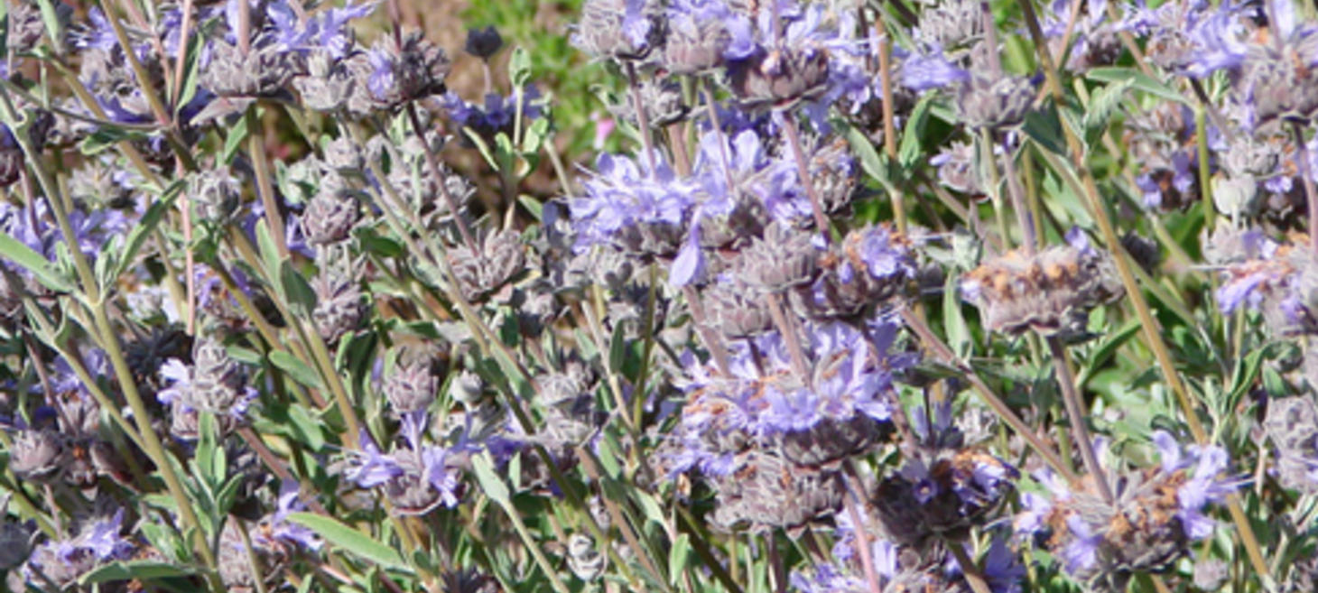 Clever Reasons Why Mint Family Plants Are Fragrant