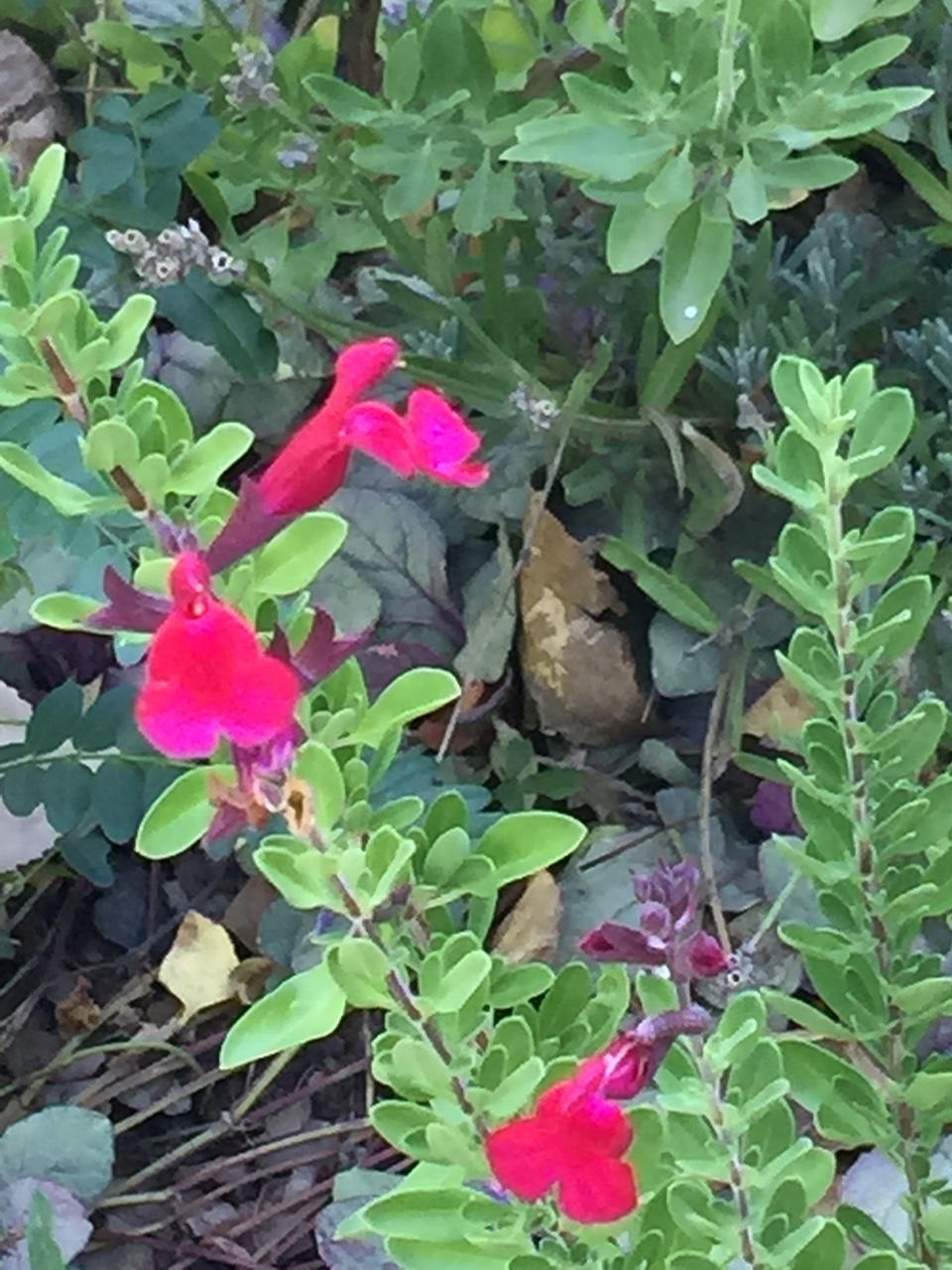 Fall Planting Tips for Salvia Success