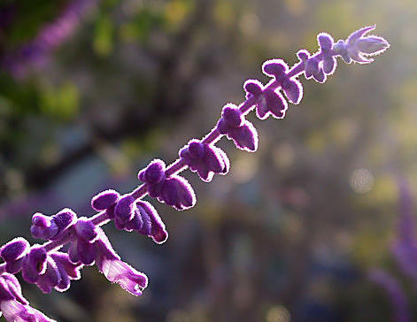 Mexican Sage: A Birmingham, Alabama, Fall Favorite