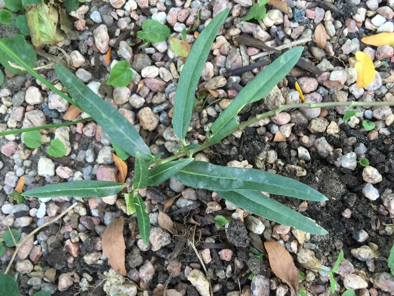 Loveland, Colorado, Gives Monarchs and Milkweed Lots of Love