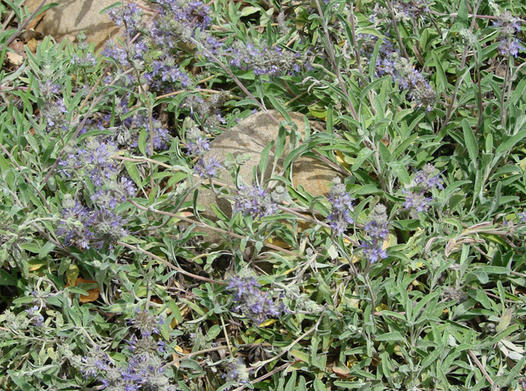 Living Mulch: Drought-Resistant Salvia Groundcovers