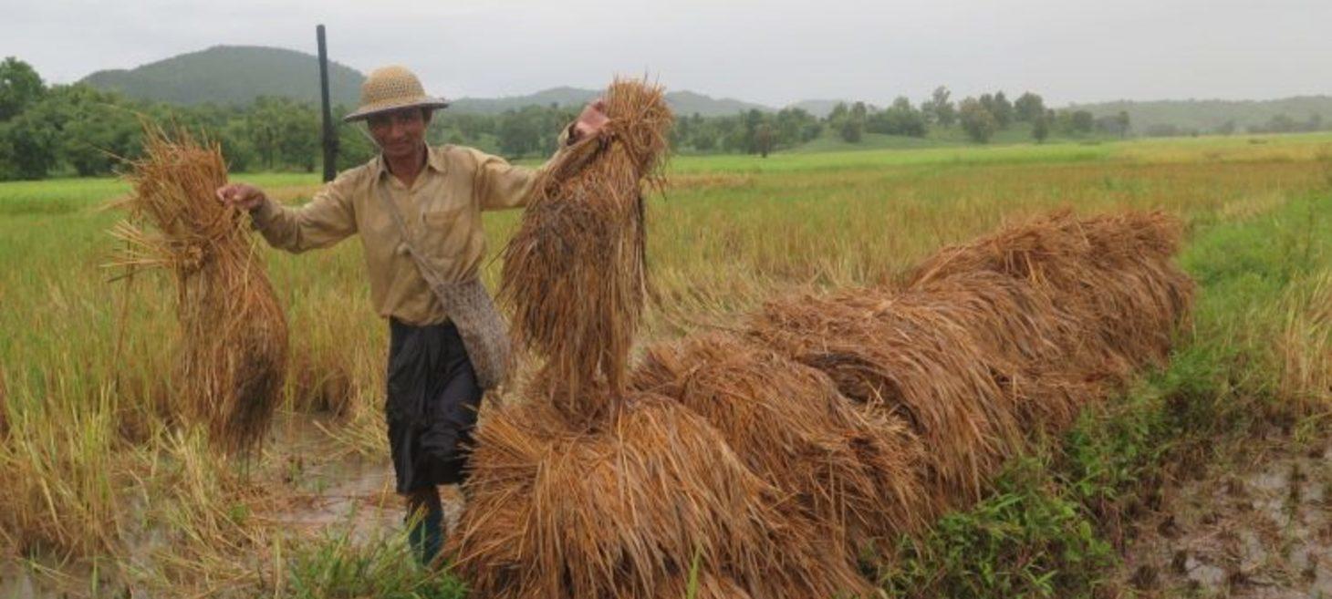 Myanmar Rice Farmers Face Losses as Junta Sets Minimum Price Too Low