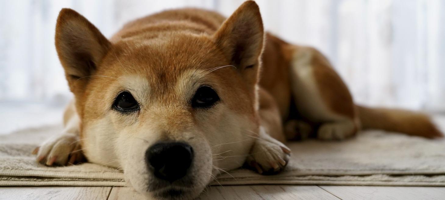 Despite criticism, Shiba Inu may have a ‘point’ to make