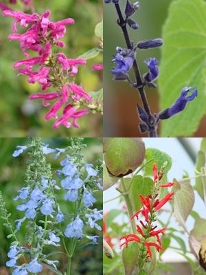 Four Seasons of Hummingbird Salvias