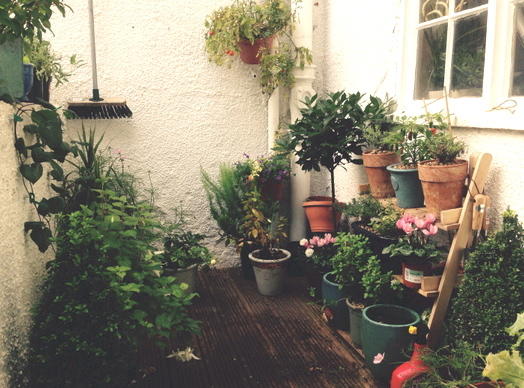 Salvias, Successes and Failures on a Shady London Balcony