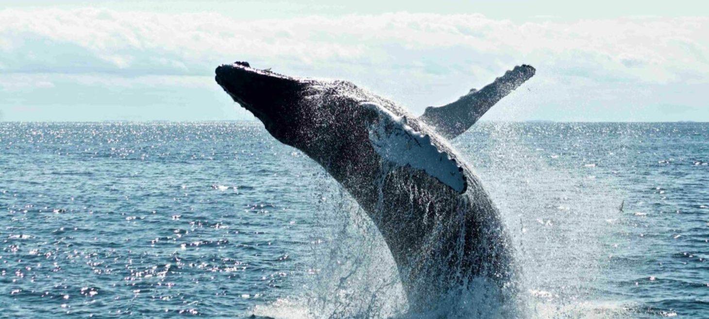 Determining the extent to which DeFi, NFTs appeal to Ethereum, Binance whales