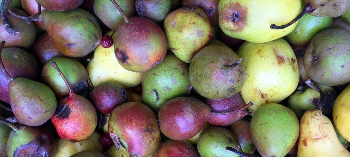 New York City's Free, Foraged Fruit Makes the Best Cider