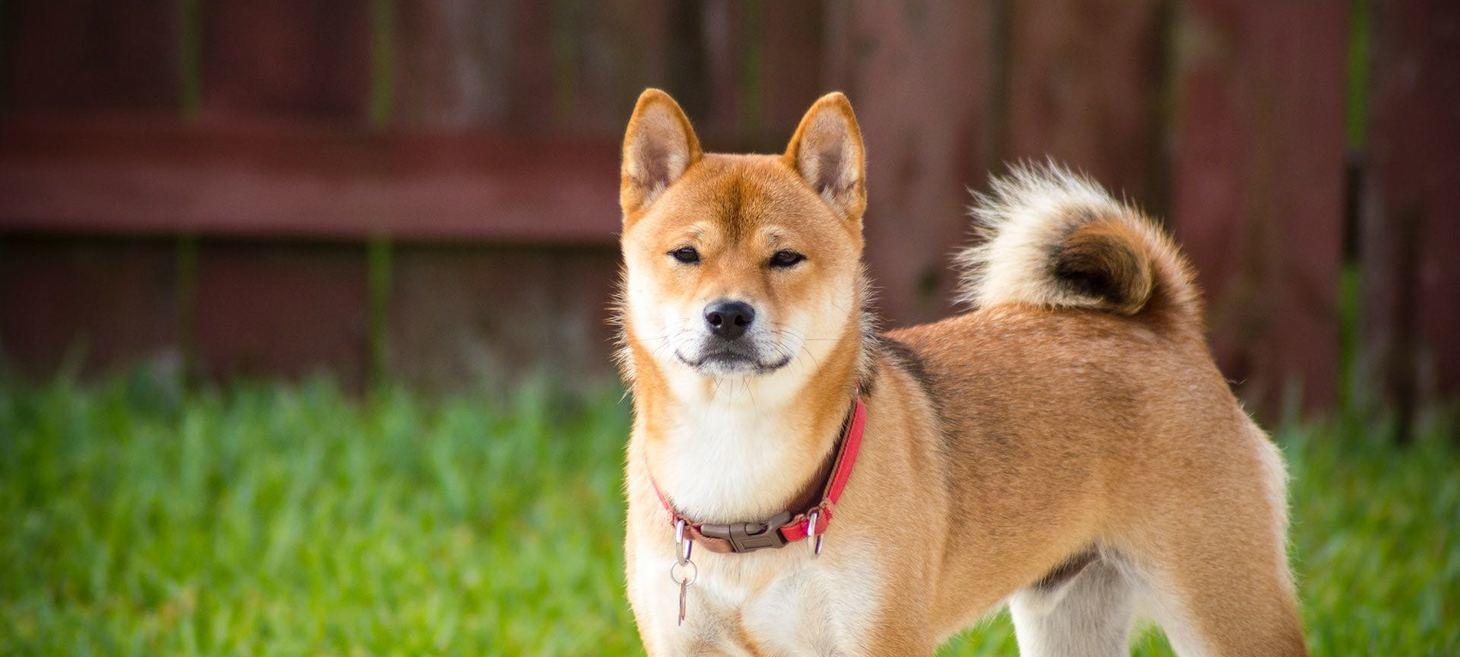 Shiba Inu ($SHIB) Coming to India’s First Crypto Unicorn With 3.5 Million Users