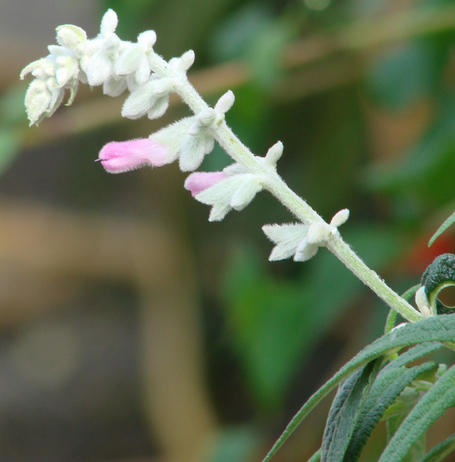 Celebrity Salvias: Mexican Bush Sage Beauties